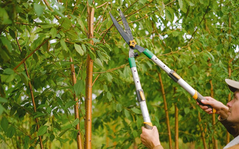 Tree trimming in Footville, WI